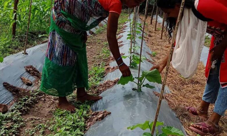 बस्तर में ‘बिहान’ से लखपति दीदी बनने की ओर अग्रसर महिलाएं