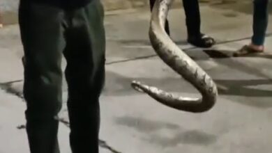 मेडिकल कॉलेज स्टाफ क्वार्टर परिसर में मिला 5 फीट लंबा अजगर सांप,विशाल अजगर के निकलने से स्टाफ क्वार्टर परिसर में मची हड़कंप