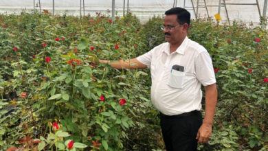 फूलों की खेती से बदल गई किस्मत: किसान दिनेश सिंह सालाना कमा रहे 10 लाख रुपये….