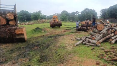 नीलगिरी-सेमर और इमारती लकड़ी की अवैध कटाई, ग्रामीणों को फंसाकर माफियाओं का कारोबार – प्रशासन पर गंभीर सवाल