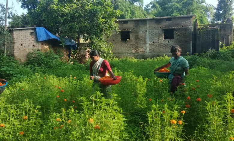 गेंदा फूल की खुशबू से महक रहा महिलाओं का जीवन…. गेंदा फूल की खुशबू से महक रहा महिलाओं का जीवन….