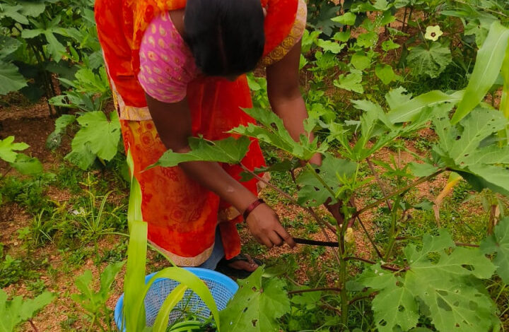किचन गार्डन की अनोखी पहल : बेलडेगी स्कूल के बच्चे अपनी उगाई सब्जियां खा रहे हैं मिड-डे मील में…. किचन गार्डन की अनोखी पहल : बेलडेगी स्कूल के बच्चे अपनी उगाई सब्जियां खा रहे हैं मिड-डे मील में….