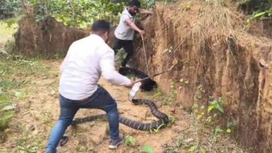 धरती पर दानव! कैमरे में कैद हुआ अब तक का सबसे लंबा सांप, गांव में मचा हड़कंप
