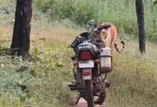 जंगल में घबराहट: फॉरेस्ट गार्ड के सामने अचानक आया बाघ, सूझबूझ से टली बड़ी मुसीबत