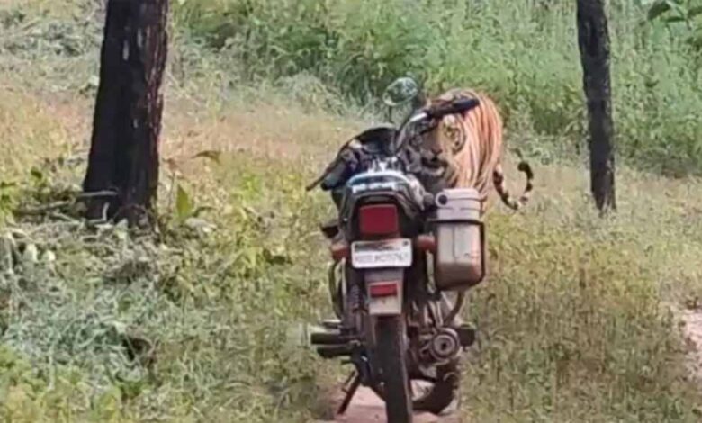 जंगल में घबराहट: फॉरेस्ट गार्ड के सामने अचानक आया बाघ, सूझबूझ से टली बड़ी मुसीबत जंगल में घबराहट: फॉरेस्ट गार्ड के सामने अचानक आया बाघ, सूझबूझ से टली बड़ी मुसीबत