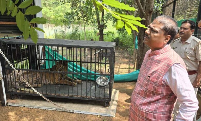 बाघिन ‘बिजली’ का होगा जामनगर में इलाज: वन मंत्री केदार कश्यप के निर्देश पर की गई विशेष पहल…. बाघिन ‘बिजली’ का होगा जामनगर में इलाज: वन मंत्री केदार कश्यप के निर्देश पर की गई विशेष पहल….