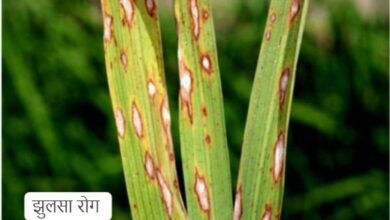 धान की फसलों में रोग व कीट प्रकोप से बचाव के लिए कृषि विशेषज्ञों ने दी सलाह….