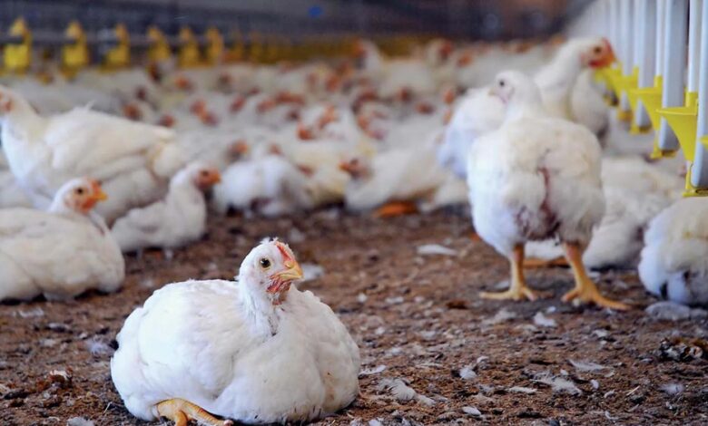 पक्के मुर्गी शेड ने बढ़ाई हितग्राही की आय,आजीविका हुई सुदृढ़ पक्के मुर्गी शेड ने बढ़ाई हितग्राही की आय,आजीविका हुई सुदृढ़