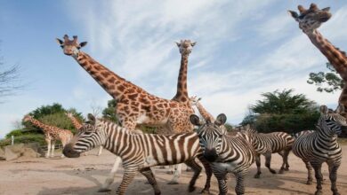 सिंहस्थ-2028 से पहले उज्जैन में बनेगा अंतरराष्ट्रीय स्तर का सफारी और जू, अनंत अंबानी के वनतारा प्रोजेक्ट के साथ टीम ने किया सर्वे