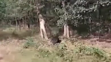 भालू की आमद से ग्रामीणों में दहशत, सोशल मीडिया पर वायरल हुआ वीडियो