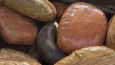 अवैध मादक पदार्थों के विरुद्ध मध्यप्रदेश पुलिस की प्रभावी कार्रवाई अवैध मादक पदार्थों के विरुद्ध मध्यप्रदेश पुलिस की प्रभावी कार्रवाई